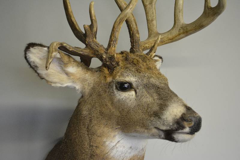 lot 7 image: Terrific Whitetail Shoulder mount