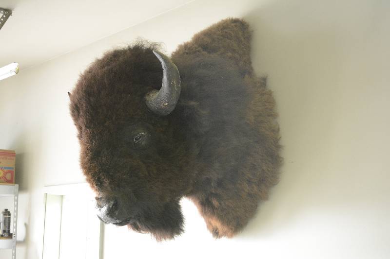 lot 8 image: Bison Mount with Immense Porportion