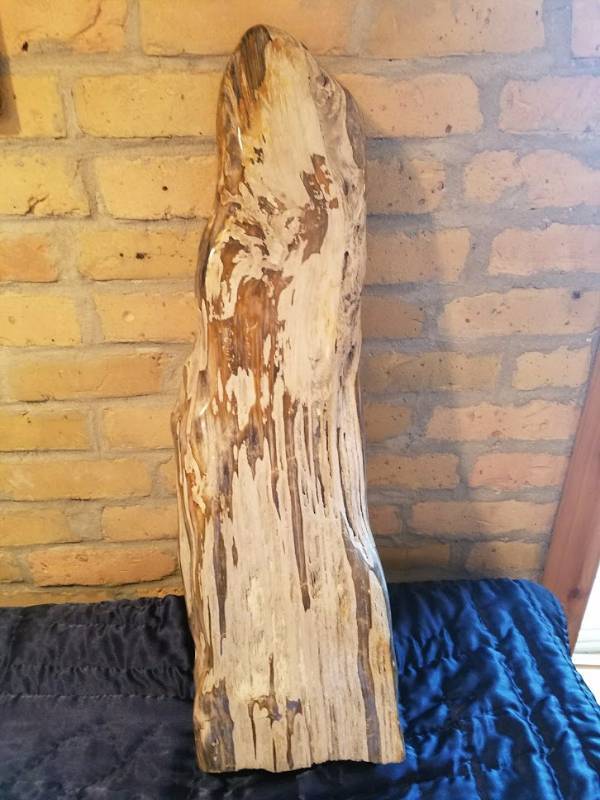 lot 27 image: Petrified Wood,Tremendous Coloring