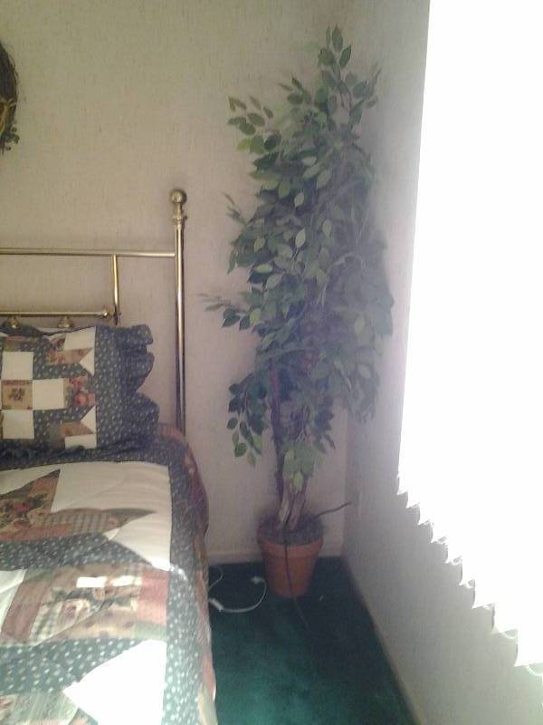 lot 119 image: 6 Foot Artificial Ficus Tree, Wreath & 2 Bears