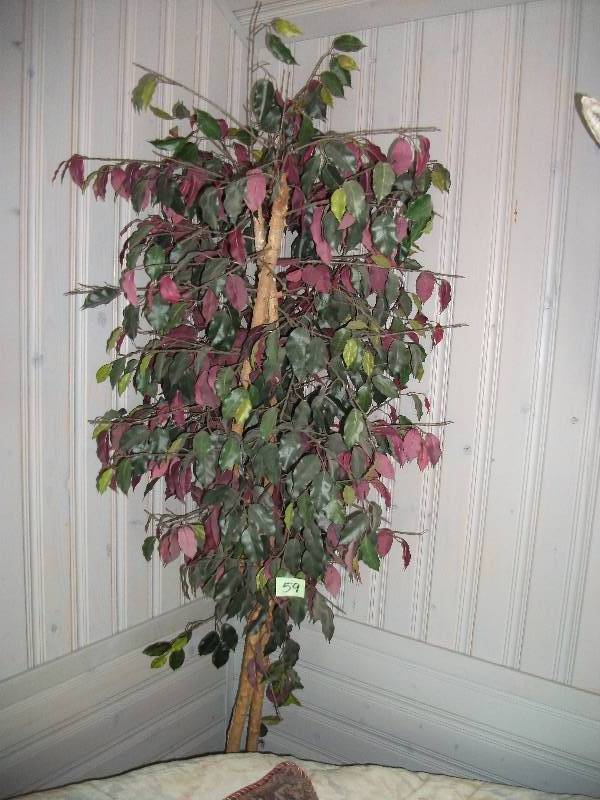 lot 85 image: 7 Foot Artificial Ficus Tree