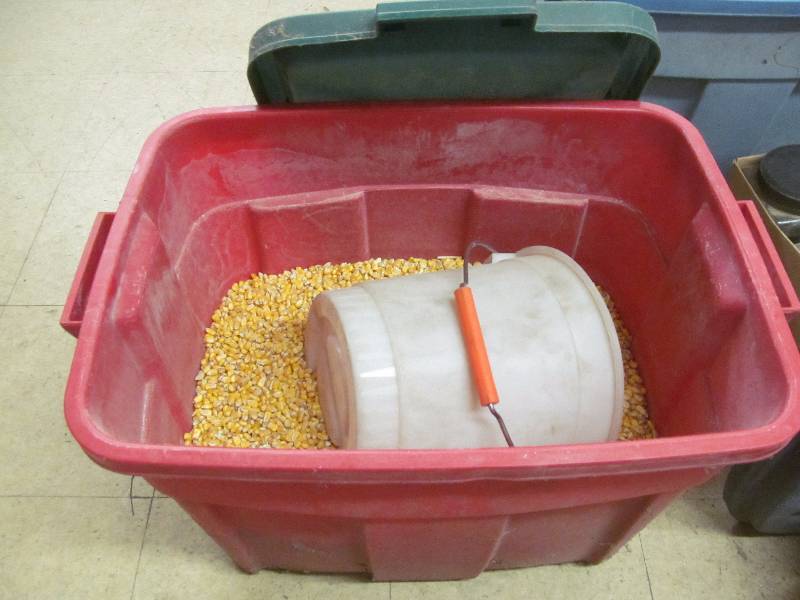 corn