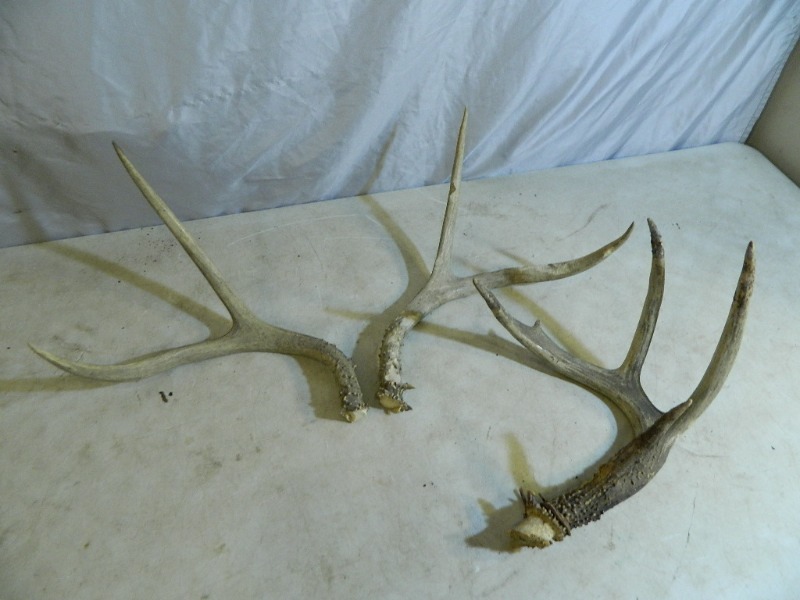 lot 49 image: Shed Deer Antlers