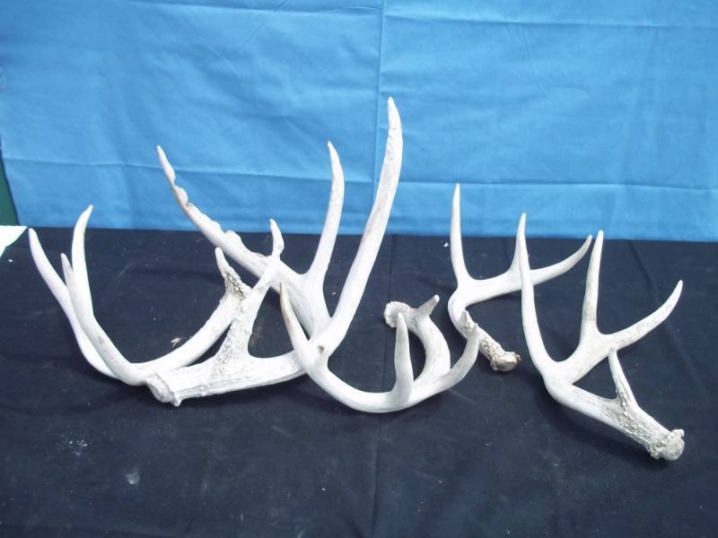lot 116 image: Collectible Antlers