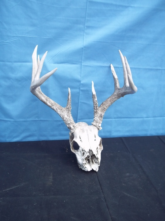 lot 117 image: Antlers with skull