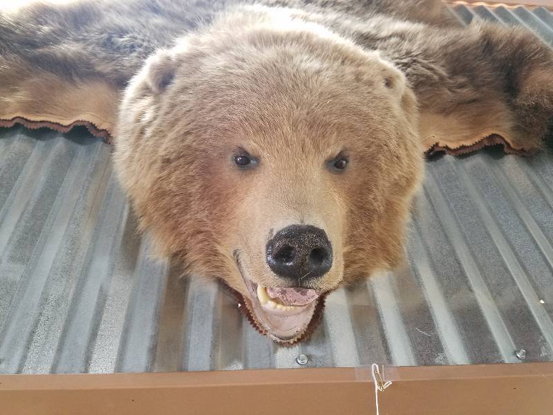 Brown Bear Rug...With Claws