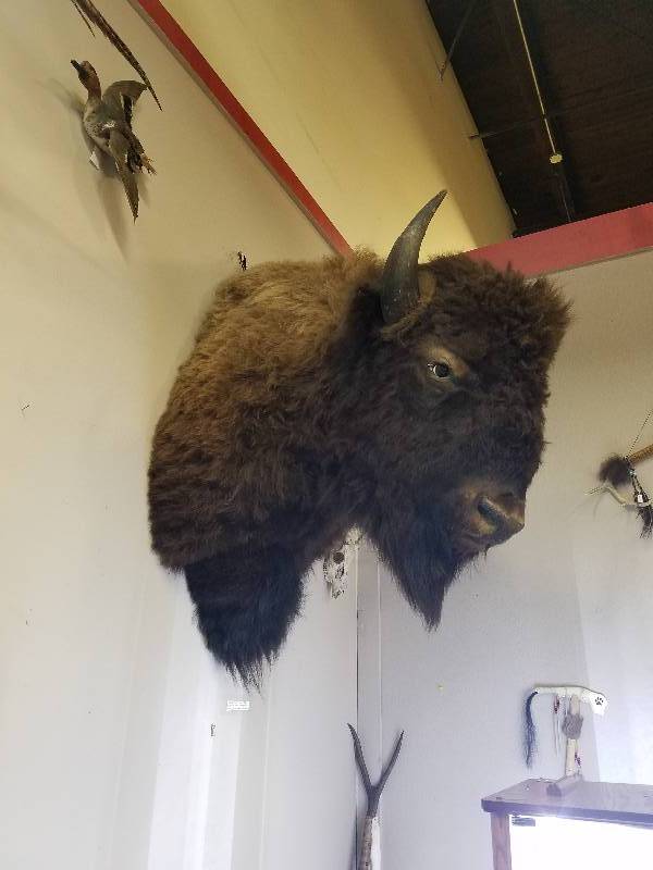 Buffalo Mounted Head