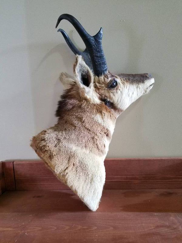 Antelope Head Mount,Great looking Antlers