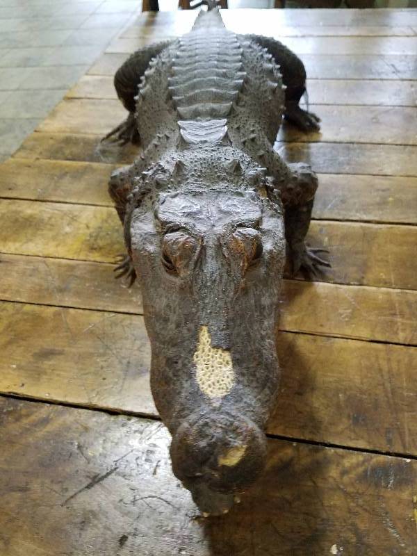 Crocodile ....55 in Length