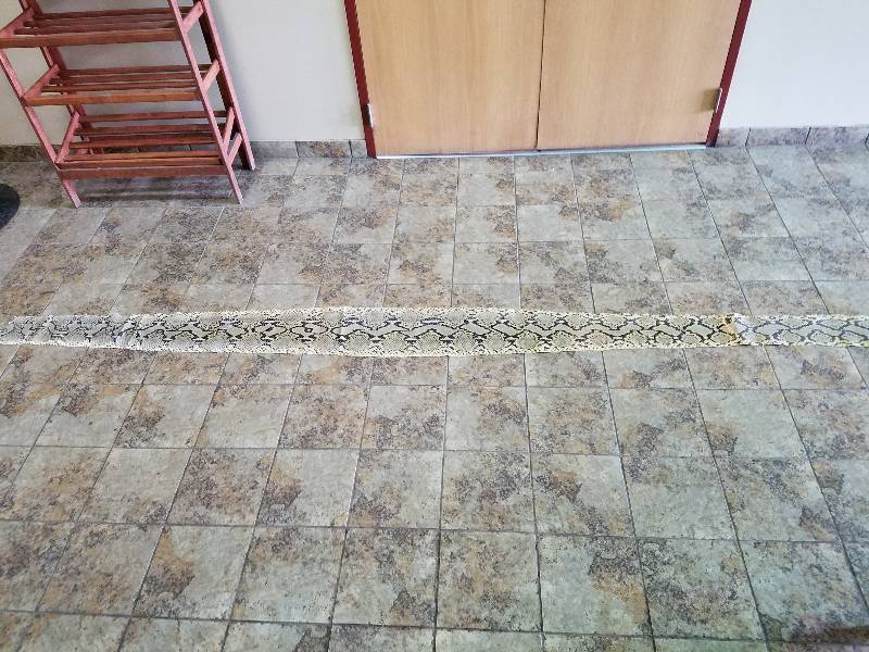 Boa Constictor Snake Skin....14ft. Long