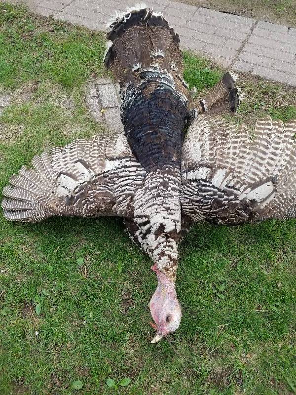 Wild Turkey Mount