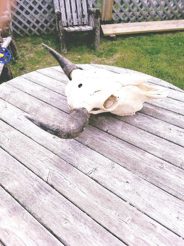 Bison Skull with horns