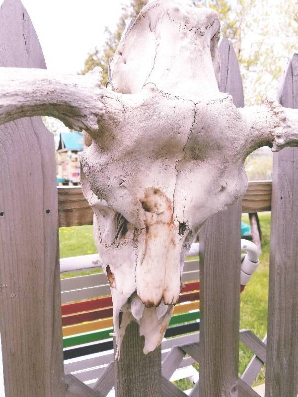 Moose Antlers & Skull