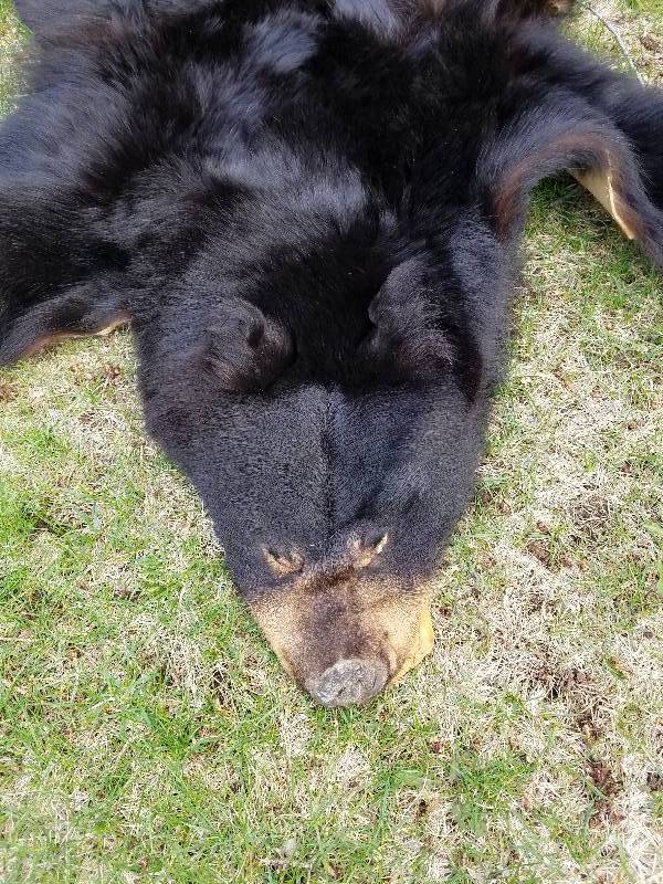 Black Bear Rug