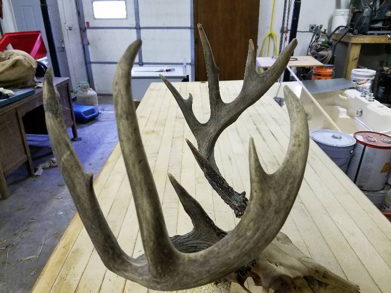 Whitetail Antlers with the skull....Great Rack