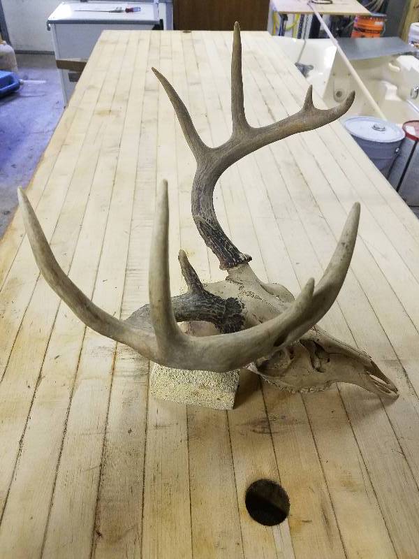 Whitetail Antlers & Skull