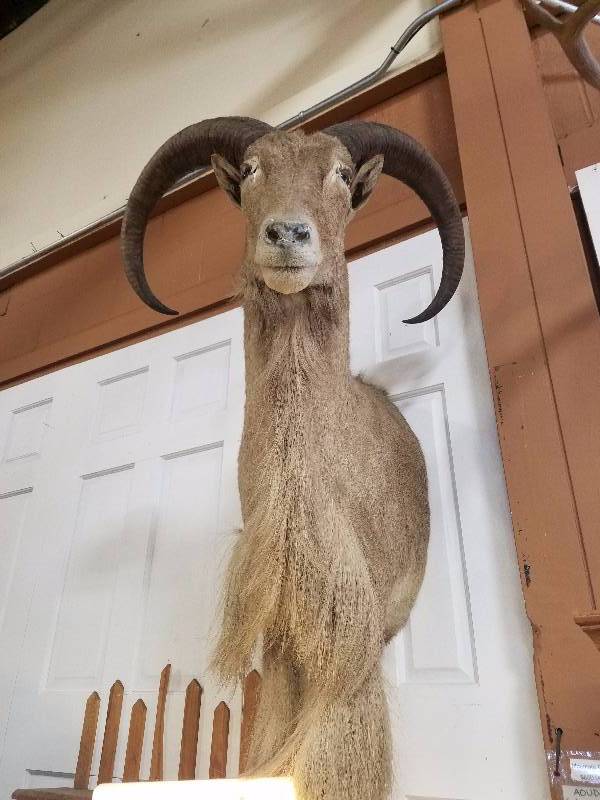 Mountain Goat Shoulder Mount