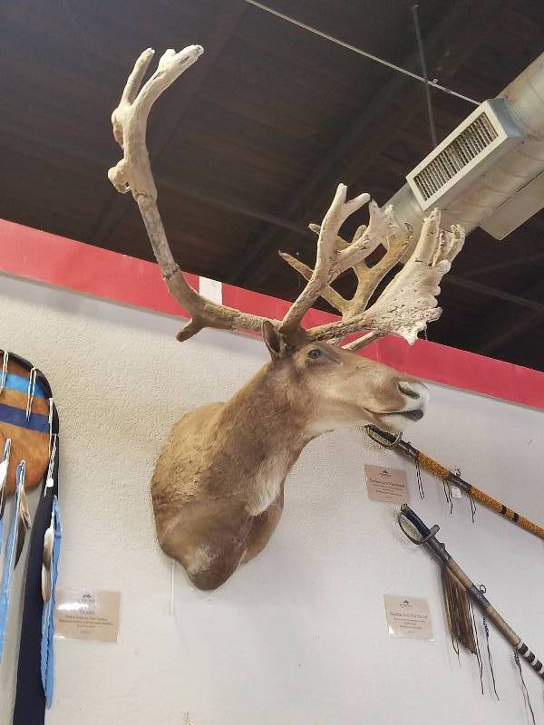 Caribou Shoulder Mount,Tremendous Antlers