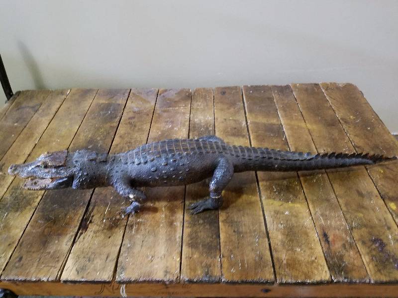 Crocadile....44 Long