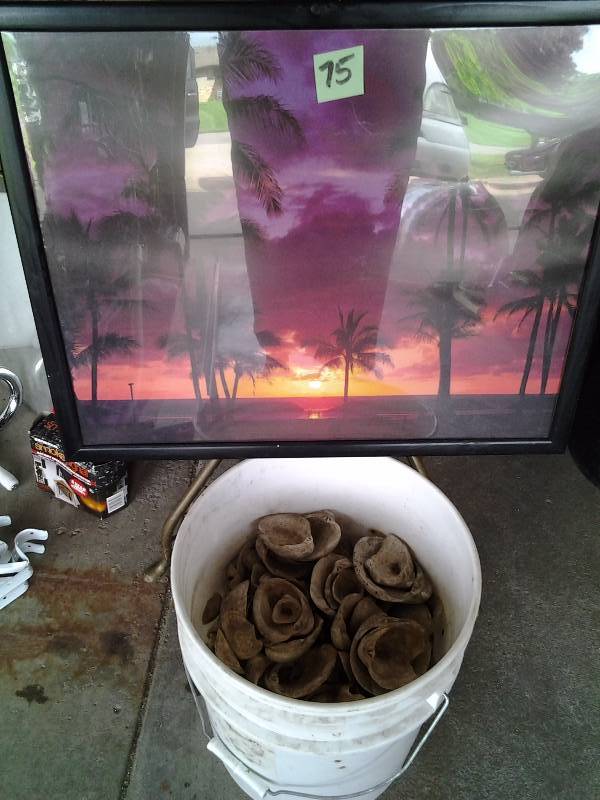 lot 75 image: Framed Palm Tree Sunset Picture 21x17, Bucket Full Of Sea Shells