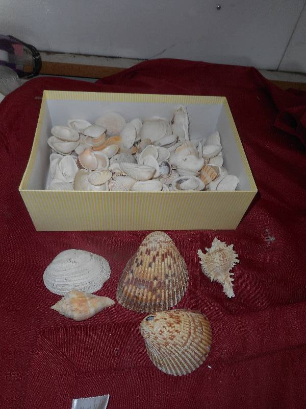 A WHOLE BUNCH OF SEA SHELLS