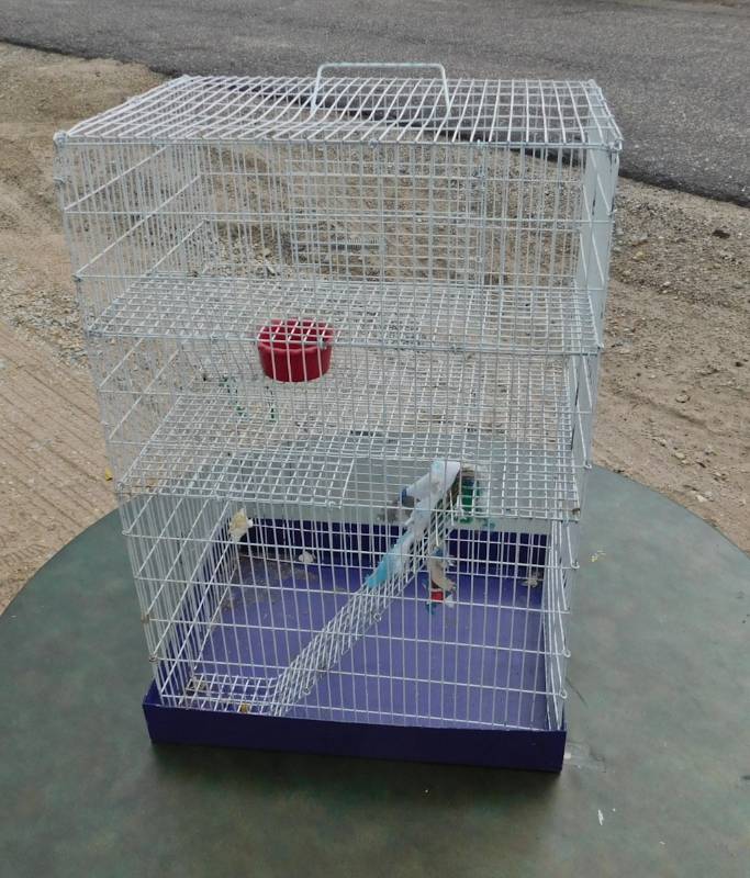 hampster type cage clean