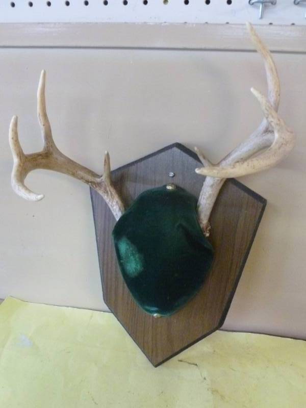 lot 250 image: Deer Rack