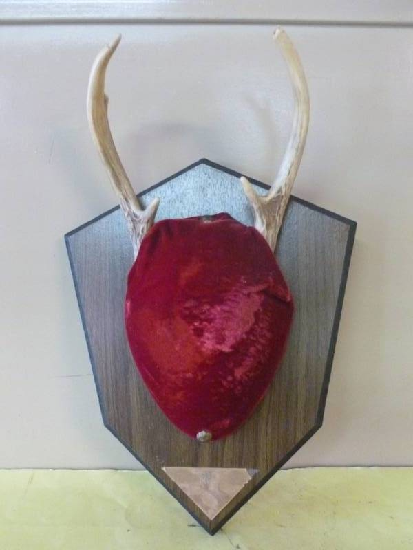 lot 253 image: Deer Rack