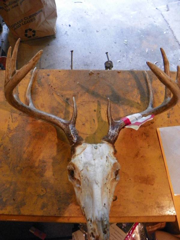 lot 21 image: DEER SKULL AND HORNS