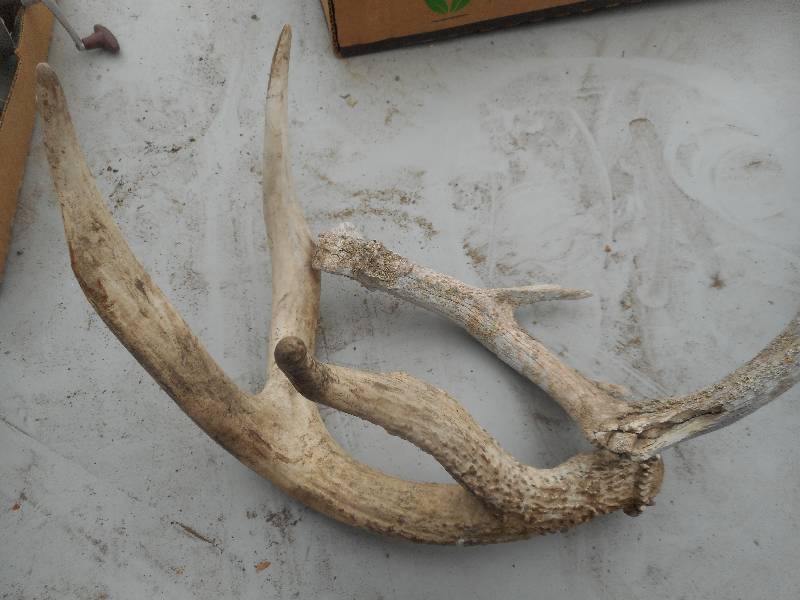 lot 223 image: 2 DEER ANTLERS