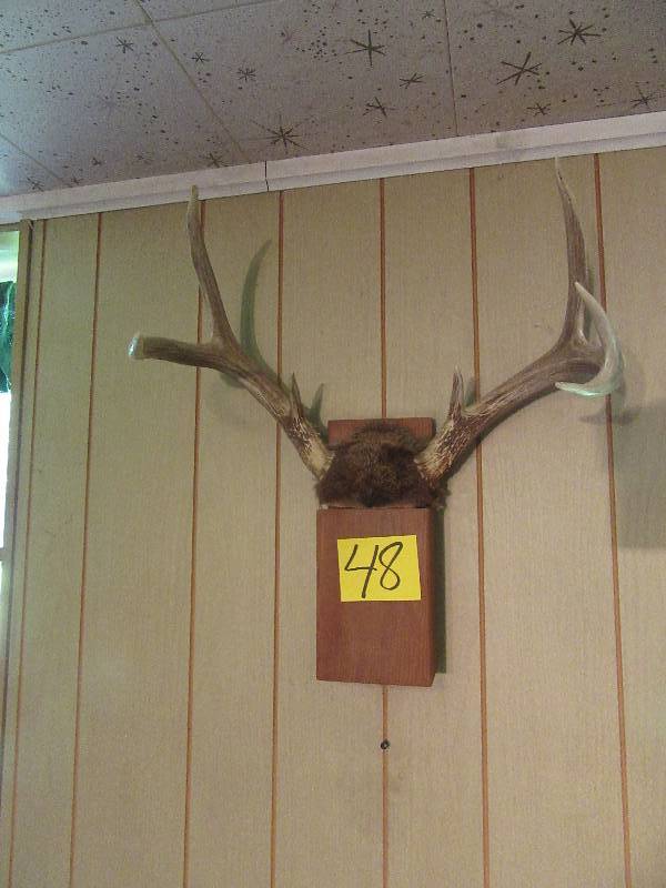 lot 48 image: Deer Antler Wall mount