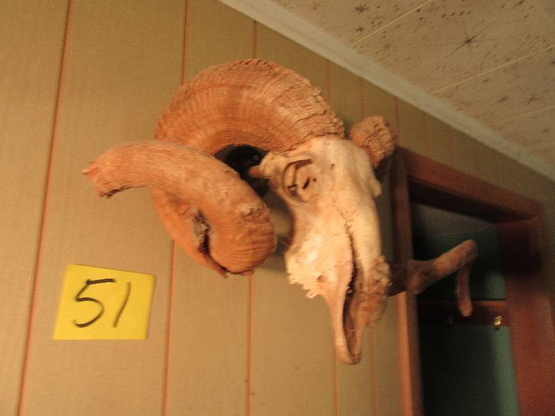 lot 51 image: BIG HORN Sheep skull and horn wall mount