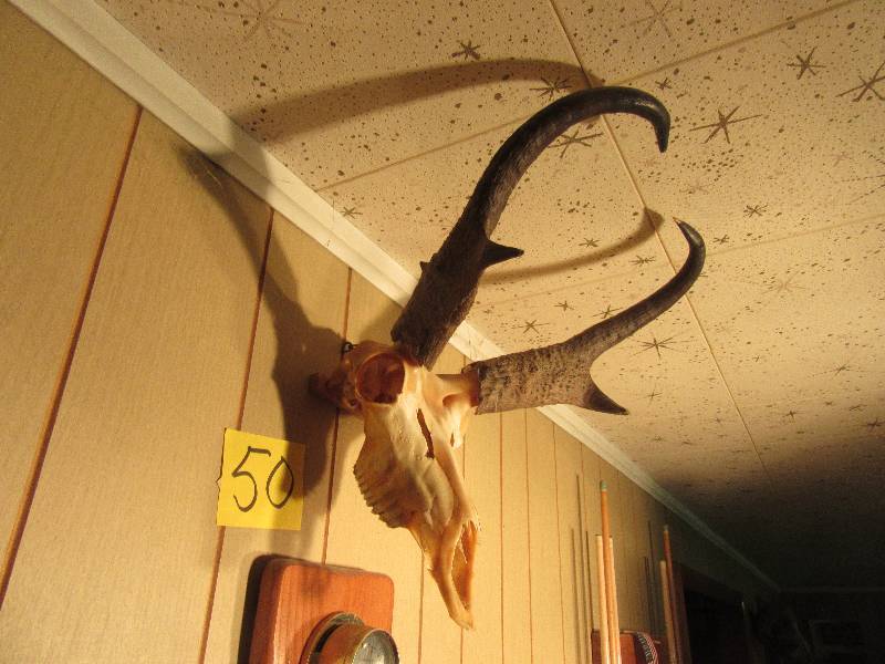 lot 50 image: Antelope Antler Wall Mount