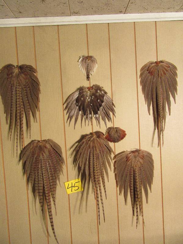 lot 45 image: Pheasant and Prairie Chicken Mounted tails as pictured