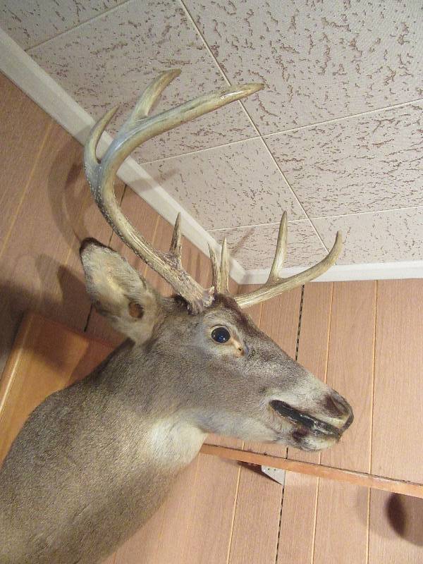 lot 49 image: Deer Wall Mount