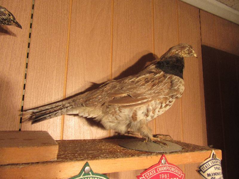 lot 47 image: Rough Grouse, Grouse, Not sure what the 3rd one is.