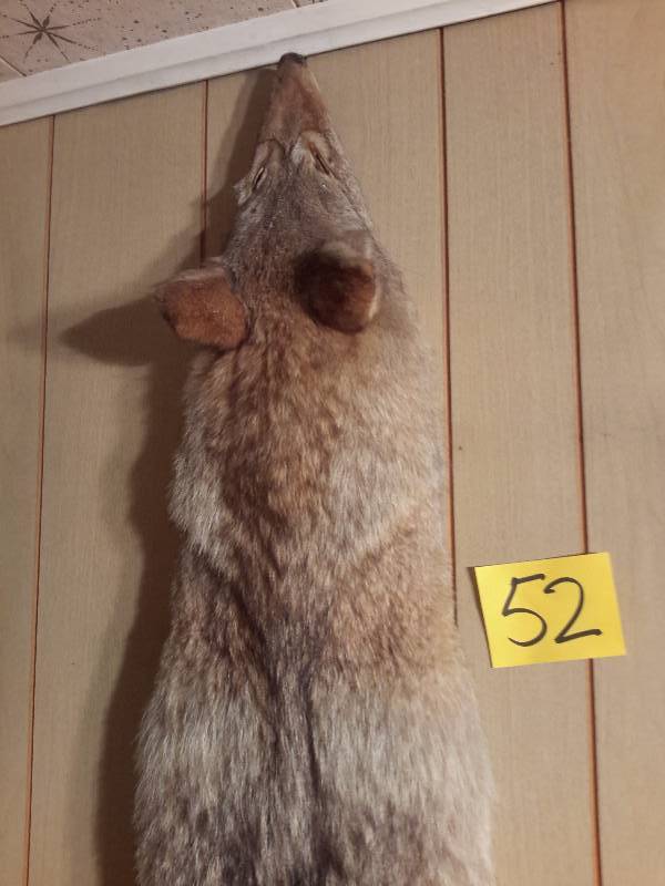 lot 52 image: Coyote Pelt Mount
