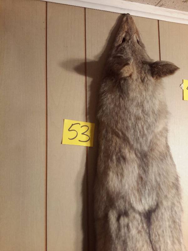 lot 53 image: Coyote pelt mount