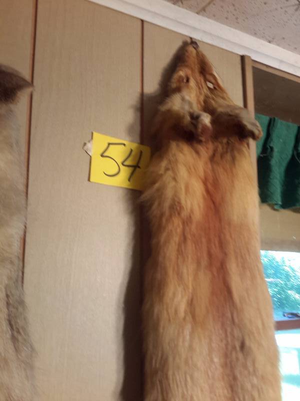 lot 54 image: Red Fox pelt mount