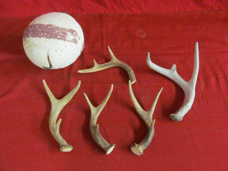 antlers