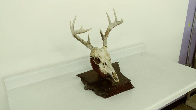 lot 14 image: Scandinavian Buck Mount
