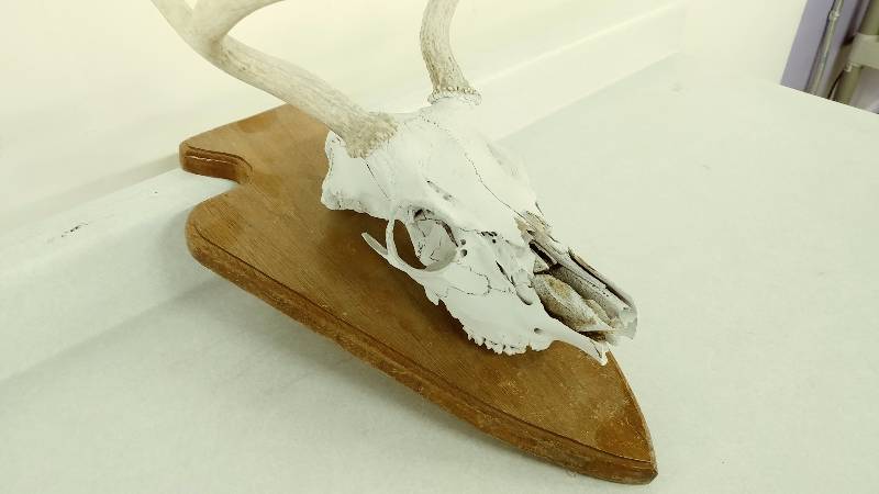lot 25 image: Scandinavian Buck Mount