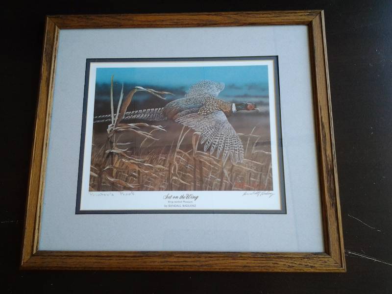 Randall Raduenz 16x18 Printers Proof-Set On The Wing, Ring Neck Pheasant