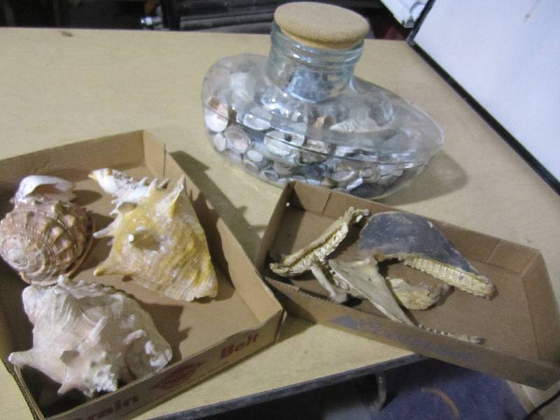 lot 98 image: Lot of seashells and jaw bones...