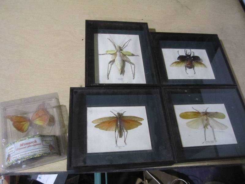 lot 102 image: Lot of framed insects...