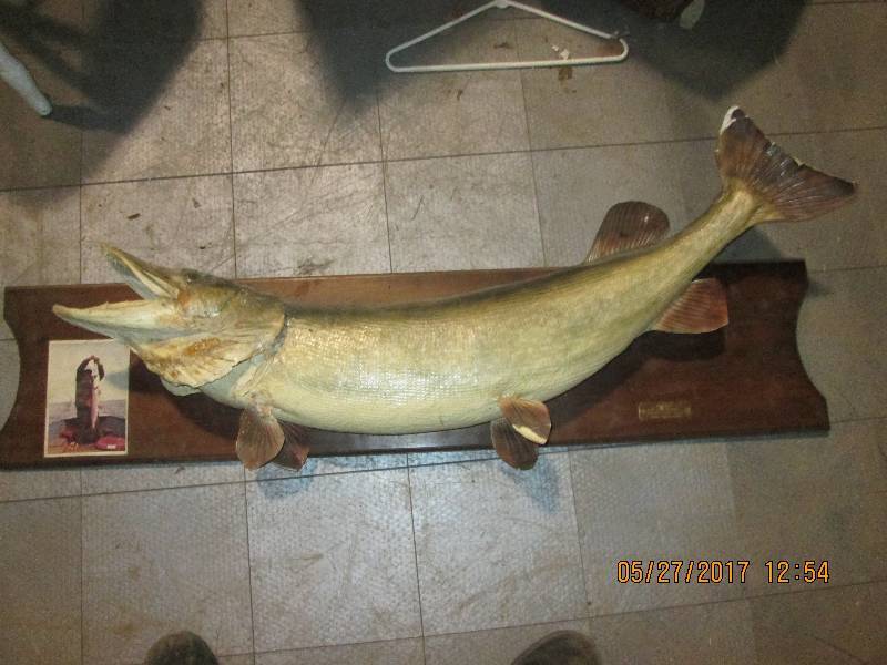 lot 19 image: Northern Pike fish mounted on 51 b...