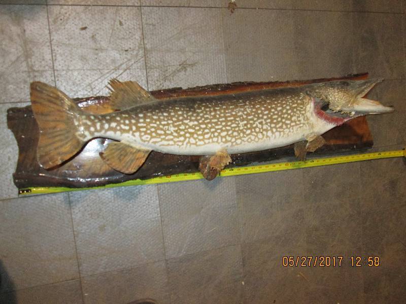 lot 20 image: Northern Pike fish mount on 45 boa...