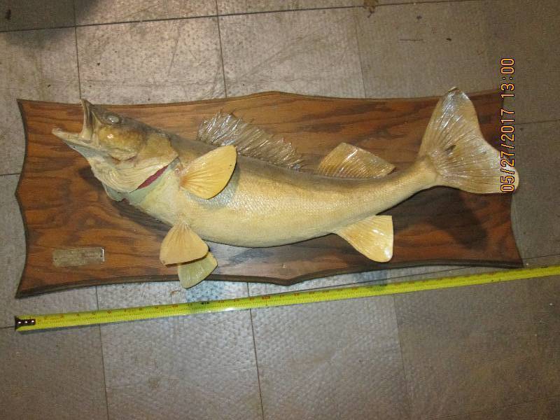 lot 21 image: Walleye mounted on 34 board...