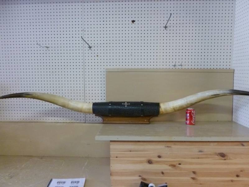 lot 17 image: Bull Horns