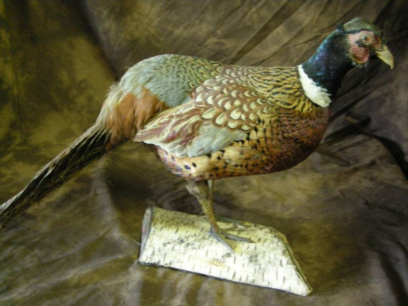 lot 34 image: Pheasant Rooster Mount